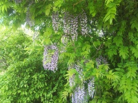 IMG_20170517_110132.jpg