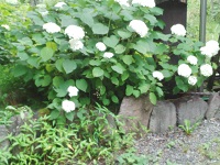 IMG_20140803_171744.jpg