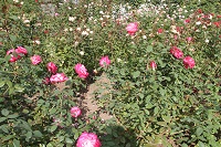 IMG_8160.jpg