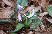 IMG_7448.jpg