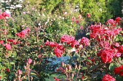IMG_6935.JPG