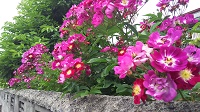 DSC_0016.JPG