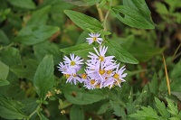 IMG_8227.jpg