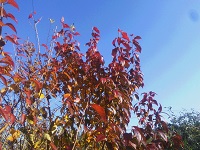 IMG_20171117_142756.jpg