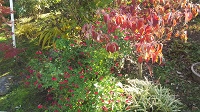 DSC_0183.JPG