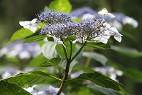 IMG_0435.jpg