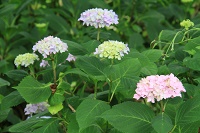 IMG_3472.JPG