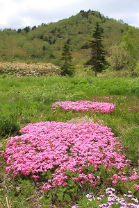 IMG_6325.jpg