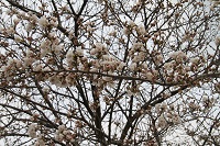 IMG_2935.JPG