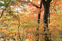 IMG_9632.JPG