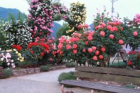IMG_1172.JPG