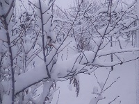 IMG_20161228_091833.jpg