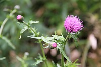 IMG_4959.JPG