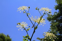 IMG_6968.JPG