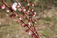 IMG_7525.JPG