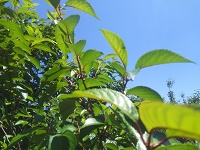 IMG_20170617_125710.jpg