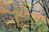 IMG_5461.JPG