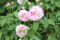 IMG_4123.jpg